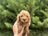 Toy Poodle Yavrular  Özenle Büyütülmüş Seçkin Kan