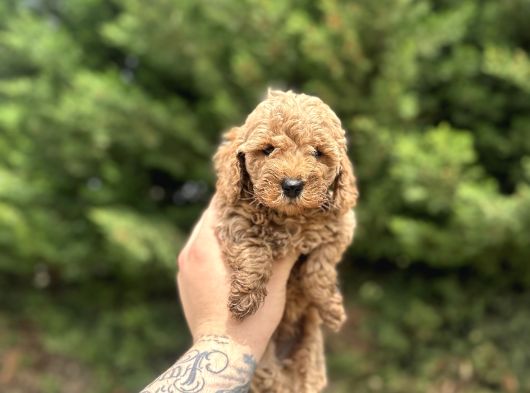 Toy Poodle Yavrular  Özenle Büyütülmüş Seçkin Kan