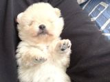 Safkan Beyaz Pomeranian Boo