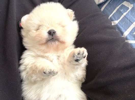 Safkan Beyaz Pomeranian Boo görsel