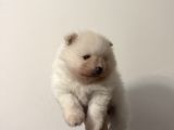 Safkan Beyaz Pomeranian Boo