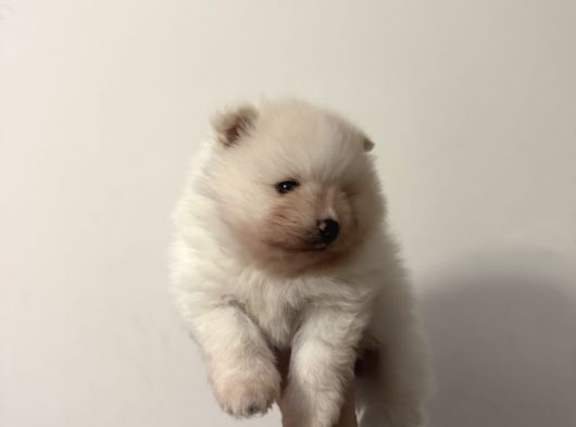Safkan Beyaz Pomeranian Boo görsel