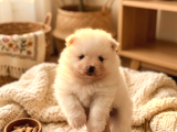 Safkan Beyaz Pomeranian Boo