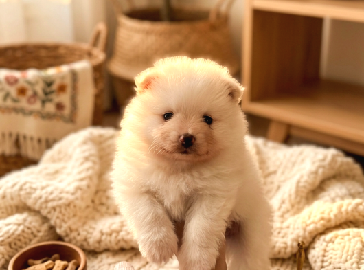 Safkan Beyaz Pomeranian Boo