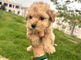 Teacup Maltipo Ev Bakımlı
