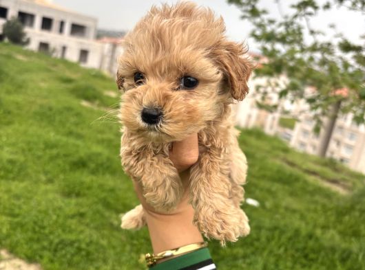 Teacup Maltipo Ev Bakımlı görsel