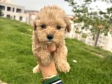 Teacup Maltipo Ev Bakımlı