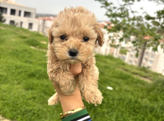 Teacup Maltipo Ev Bakımlı görsel