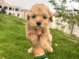 Teacup maltipo ev bakımlı