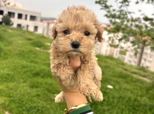 Teacup Maltipo Ev Bakımlı