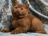 Kahverengi Cinnamon British Shorthair Yavrularimiz