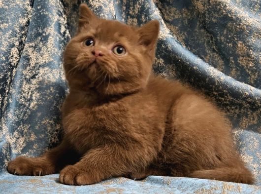 Kahverengi Cinnamon British Shorthair Yavrularimiz görsel
