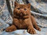 Kahverengi Cinnamon British Shorthair Yavrularimiz