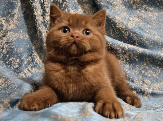 Kahverengi Cinnamon British Shorthair Yavrularimiz görsel