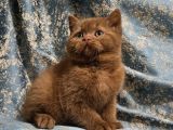Kahverengi Cinnamon British Shorthair Yavrularimiz