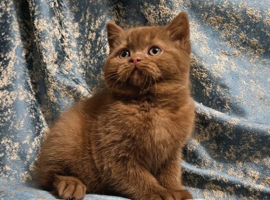 Kahverengi Cinnamon British Shorthair Yavrularimiz görsel