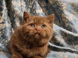 Kahverengi Cinnamon British Shorthair Yavrularimiz