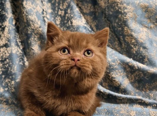 Kahverengi Cinnamon British Shorthair Yavrularimiz görsel
