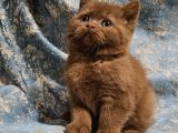 Kahverengi Cinnamon British Shorthair Yavrularimiz