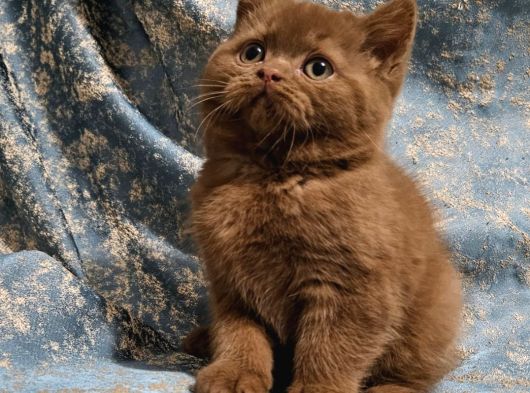 Kahverengi Cinnamon British Shorthair Yavrularimiz