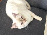 Sağlıklı Ve Uysal Scottish Erkek Kedi Kısır Ve Aşılı