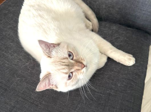 Sağlıklı Ve Uysal Scottish Erkek Kedi Kısır Ve Aşılı görsel