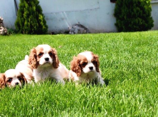 Cavalier King Charles Yavruları
