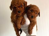 Toyy poodle Bal rengi