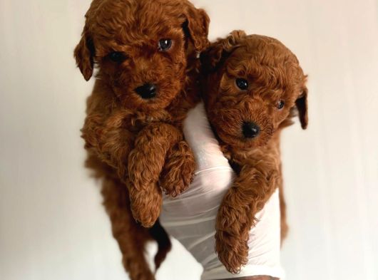 Toyy Poodle Bal Rengi