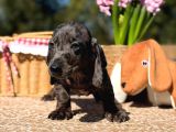 Black Silver Merle Dachund