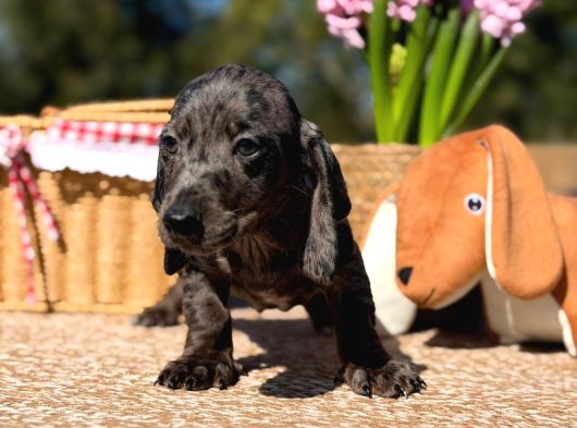 Black Silver Merle Dachund görsel