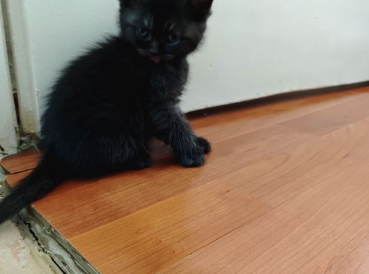 Britişh Longhair Çikolata 2 Aylık görsel