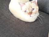 Sağlıklı ve Uysal Scottish Erkek Kedi Kısır ve Aşılı