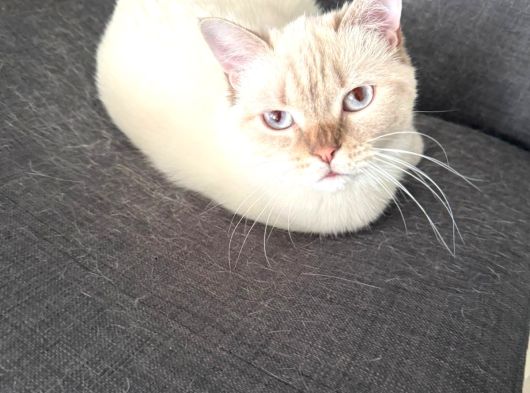 Sağlıklı Ve Uysal Scottish Erkek Kedi Kısır Ve Aşılı