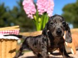 Black silver merle dachund