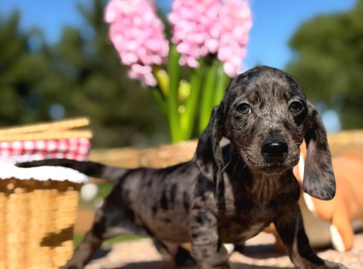 Black Silver Merle Dachund