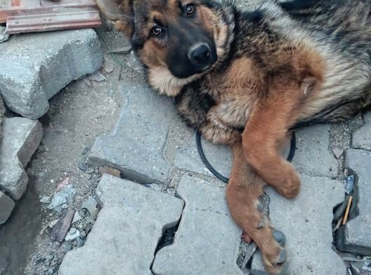 Safkan Di̇şi̇ Alman Kurdu görsel