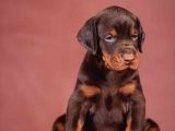 Show kalite kızıl doberman yavrular