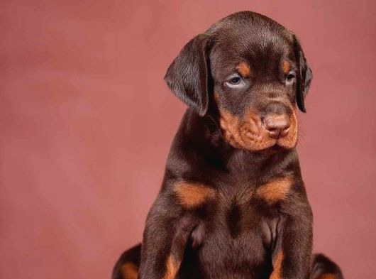 Show Kalite Kızıl Doberman Yavrular