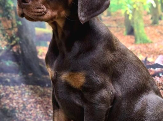 Show Kalite Kızıl Doberman Yavrular görsel