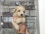 Teacup Maltipo Bebekler