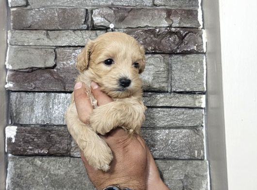 Teacup Maltipo Bebekler görsel