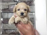 Teacup Maltipo Bebekler