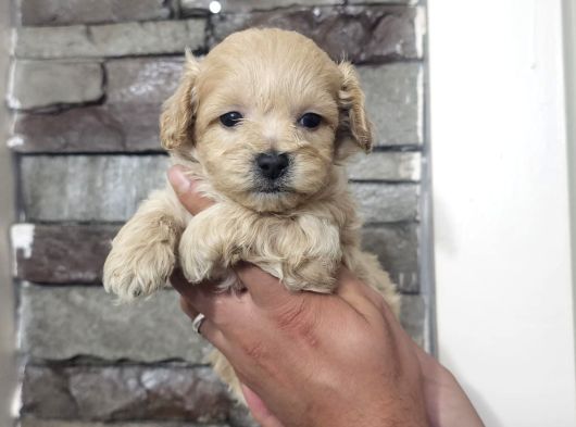 Teacup Maltipo Bebekler görsel