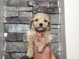Teacup Maltipo Bebekler