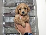 Teacup Maltipo bebekler