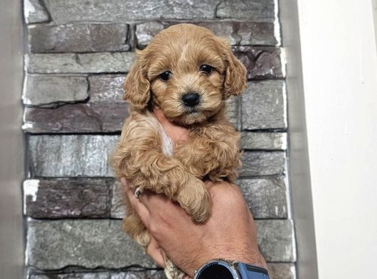 Teacup Maltipo Bebekler