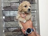 Teacup Maltipo Bebekler