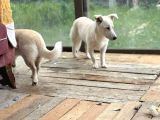 Terrier köpeği