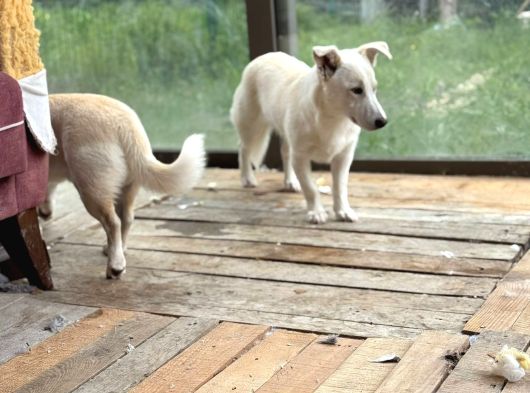 Terrier Köpeği